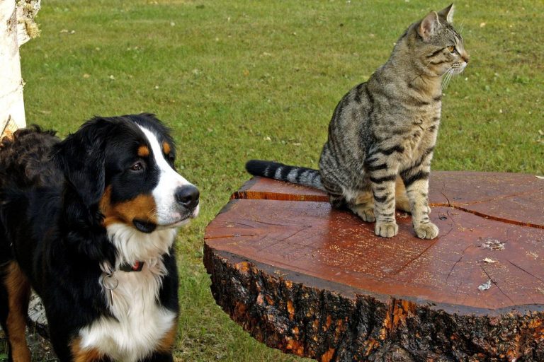 Pet euthanasia