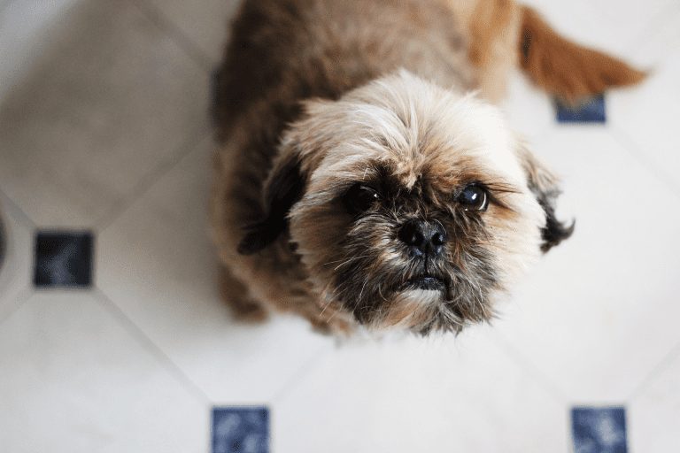 Baby Puppy Dog