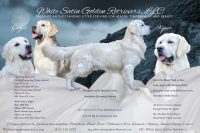 Upcoming Litters of Puppies