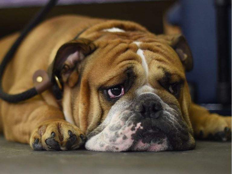 The most popular dog names in Ottawa