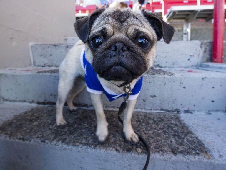 Vancouver home to Canada’s most pampered pets, according to Amazon