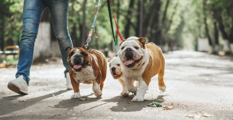 This Canadian startup lets dog lovers borrow a dog | Daily Hive Toronto