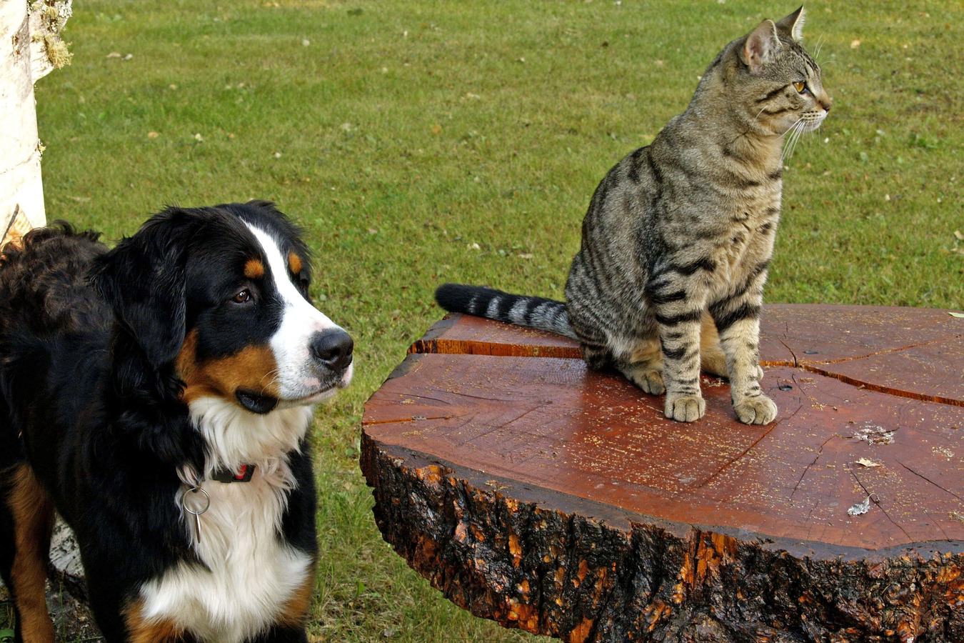 Pet euthanasia