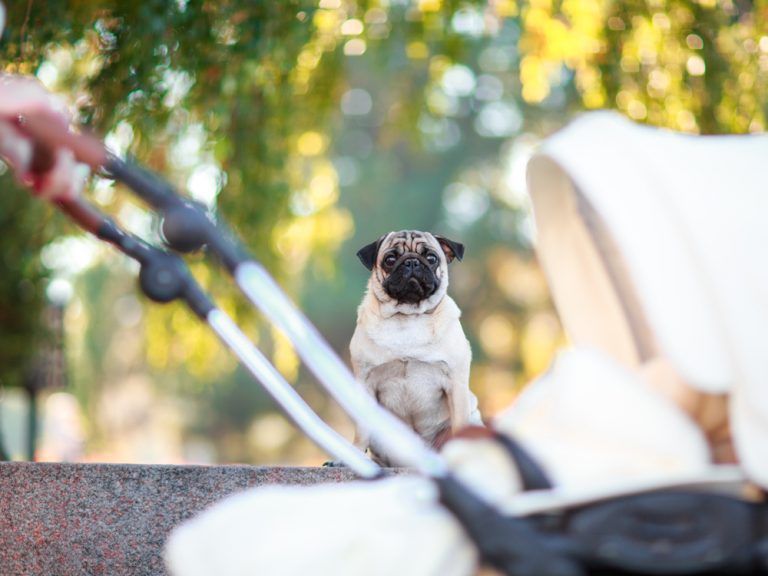 ‘Pawternity’ benefits are a thing: Firms are offering paid time off for new pet owners | National Post