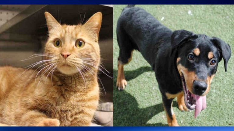 City cuts adoption fees for dogs and cats during adopt-a-thon weekend | CTV Calgary News