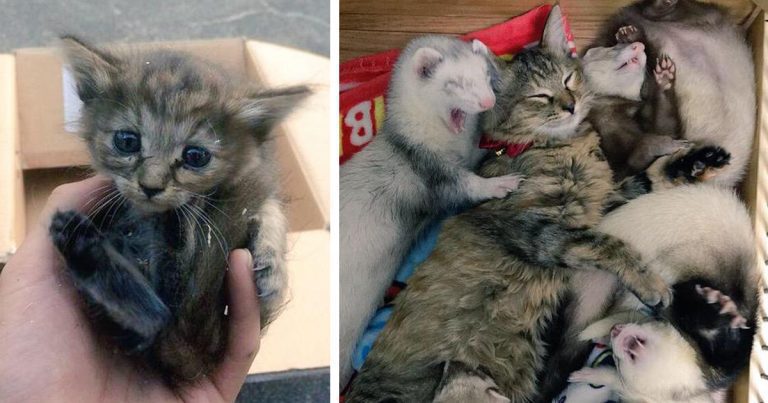 Rescue Kitten Adopted By 5 Ferrets Thinks It’s A Ferret Too